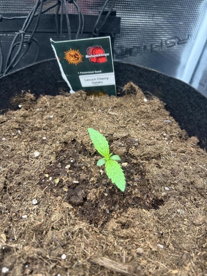 Lemon Cherry Gelato. Week 0