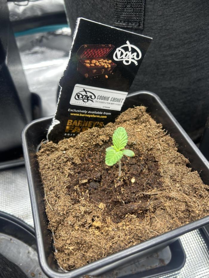 Cookie Casket. Week 1