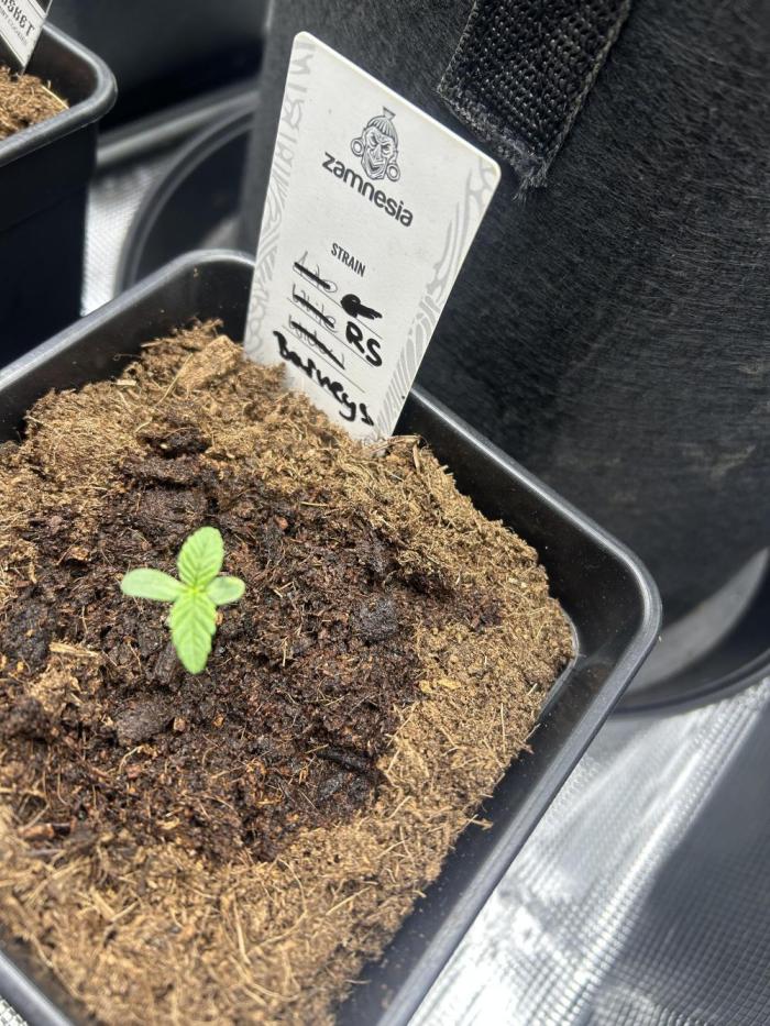 Rainbow Sherbert. Week 0
