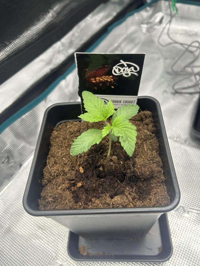 Cookie Casket. Week 2