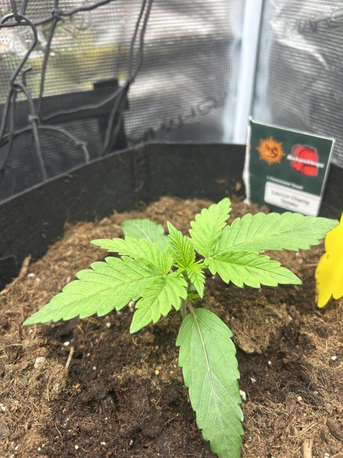 Lemon Cherry Gelato. Week 2