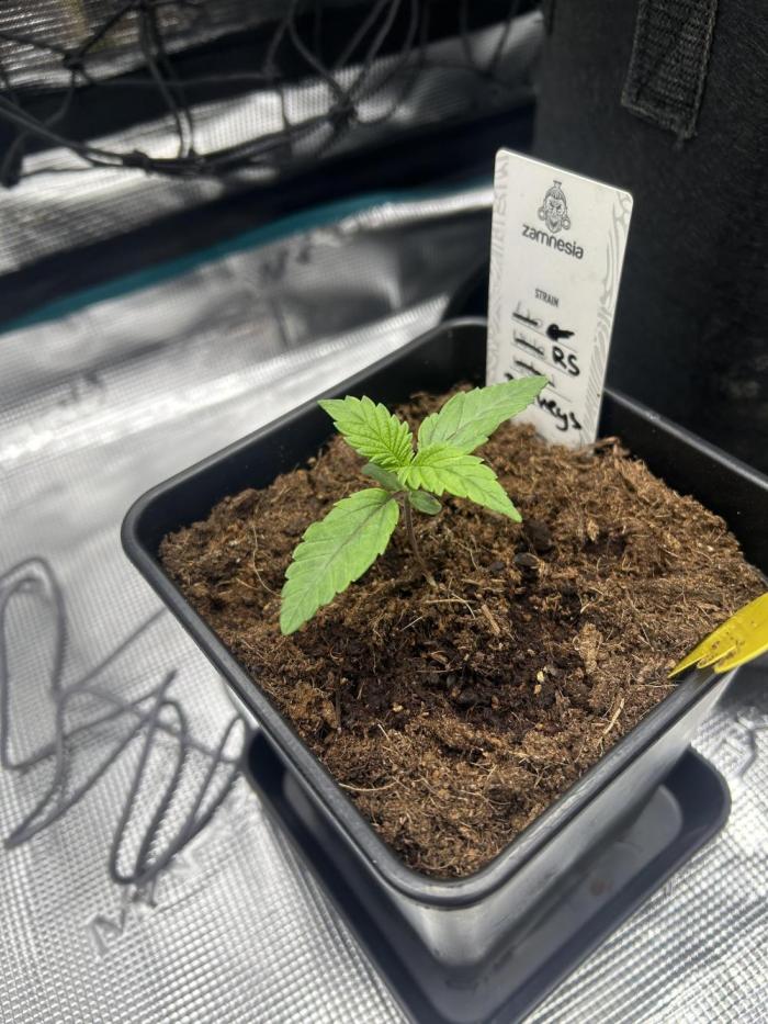 Rainbow Sherbert. Week 2