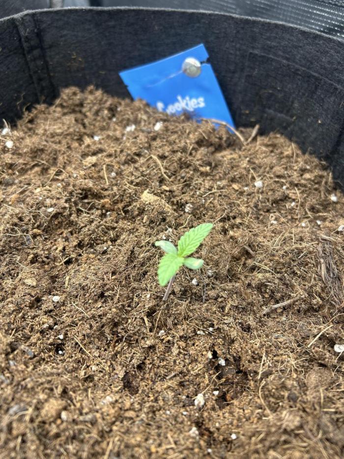 Cherry Zelato (Cookies). Week 1