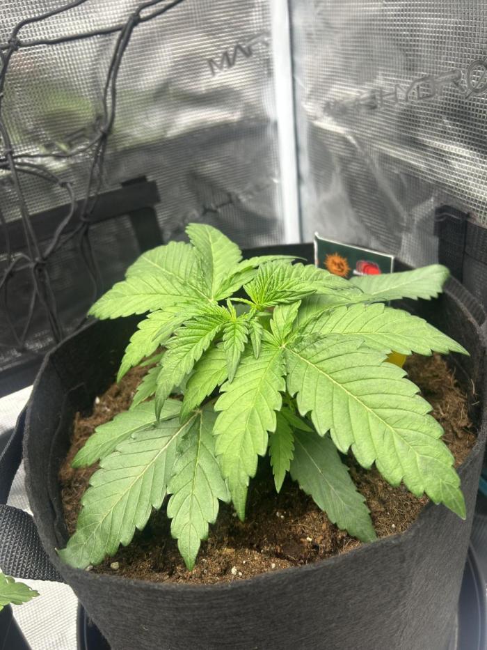 Lemon Cherry Gelato. Week 3