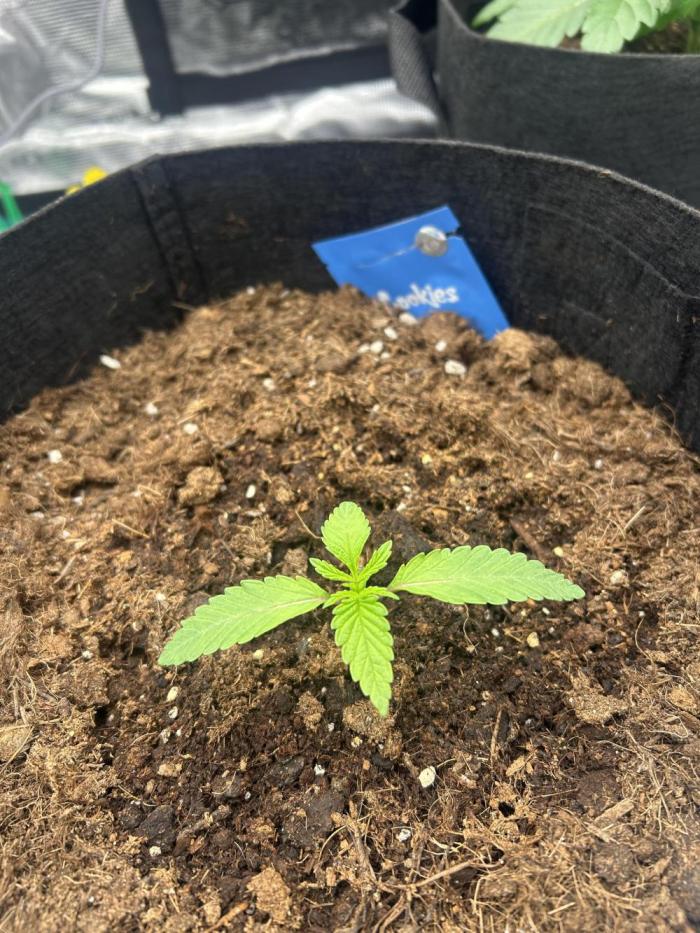Cherry Zelato (Cookies). Week 2