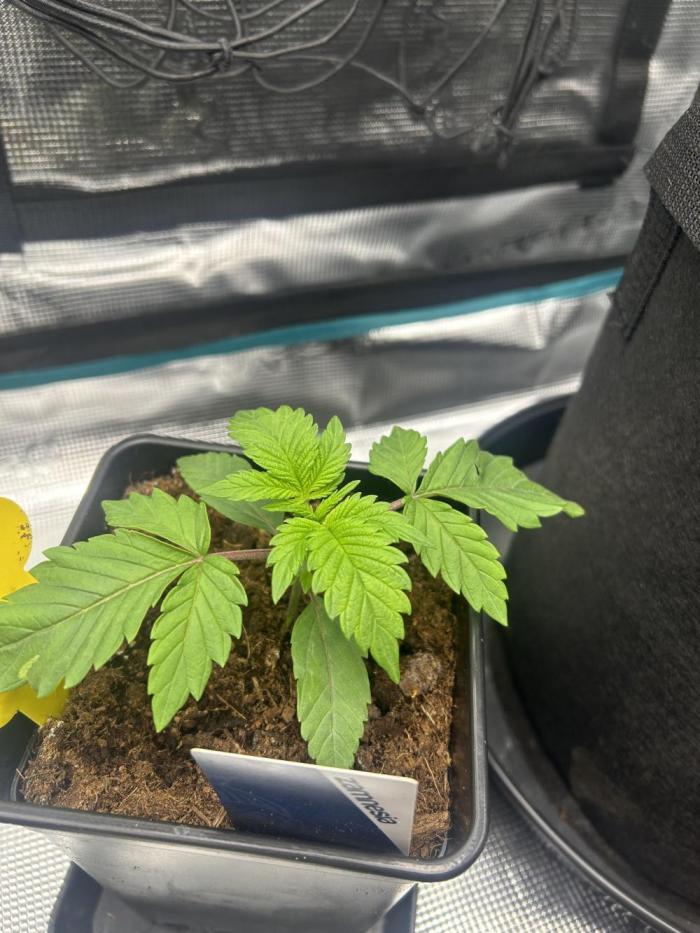 Rainbow Sherbert. Week 3