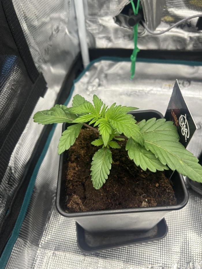 Cookie Casket. Week 3