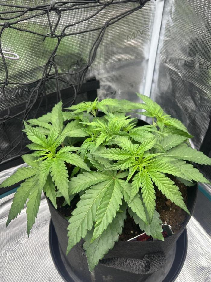 Lemon Cherry Gelato. Week 4