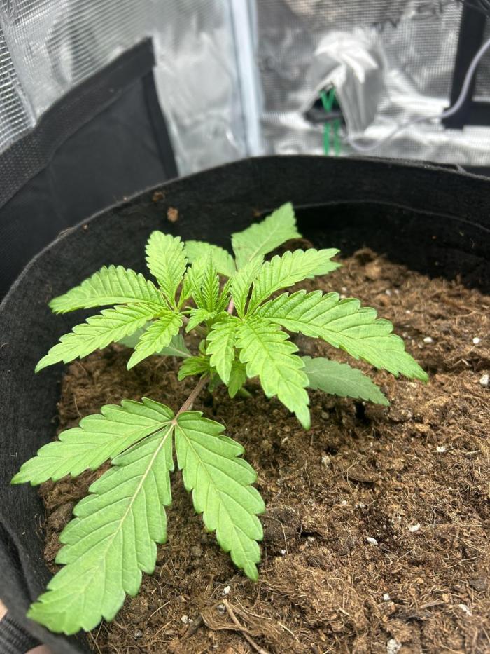 Cherry Zelato (Cookies). Week 3