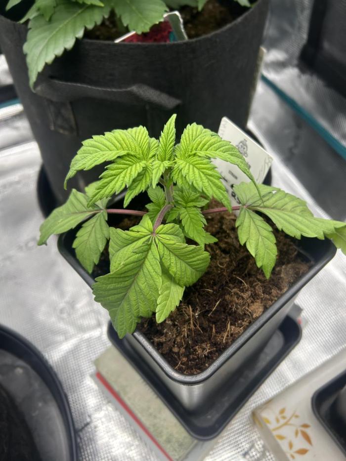 Rainbow Sherbert. Week 4