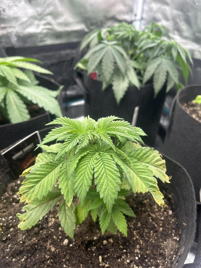 Cookie Casket. Week 4