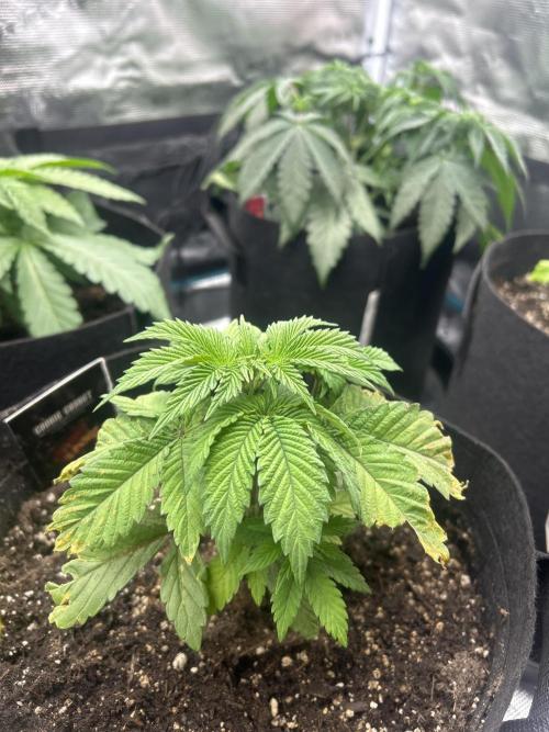 Cookie Casket. Week 4