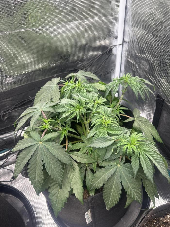 Lemon Cherry Gelato. Week 5