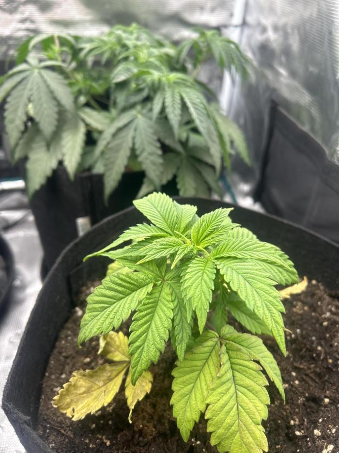 Rainbow Sherbert. Week 5