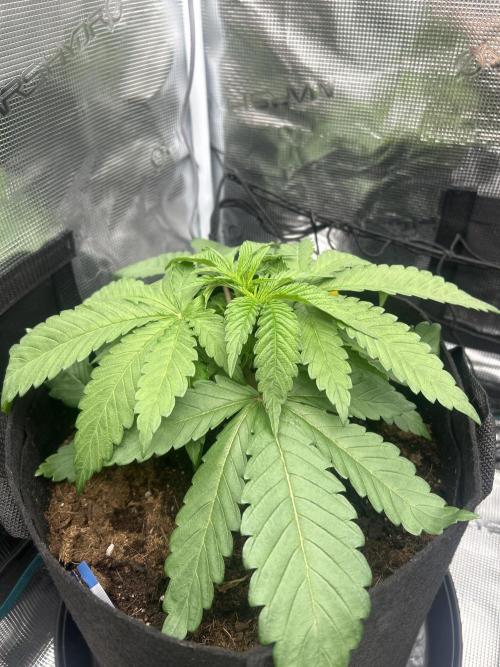 Cherry Zelato. Week 4
