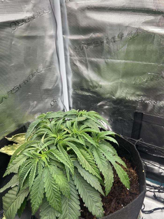 Cherry Zelato (Cookies). Week 5