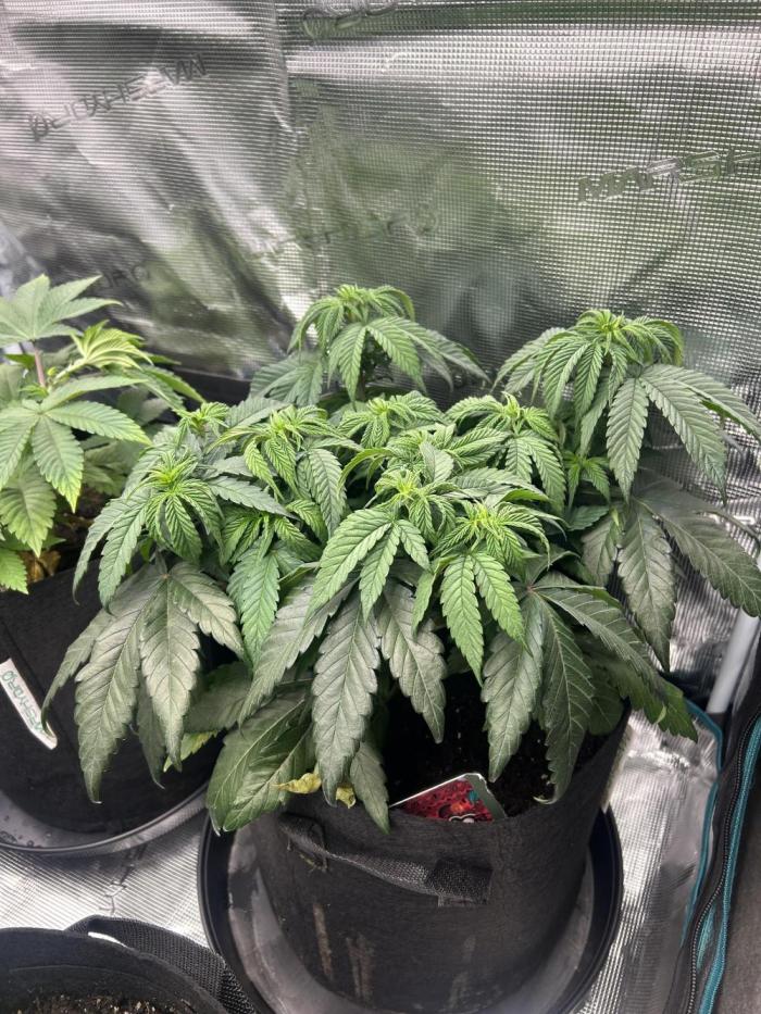 Lemon Cherry Gelato. Week 6