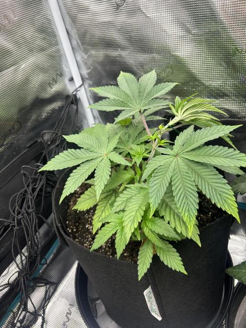 Rainbow Sherbet. Week 6