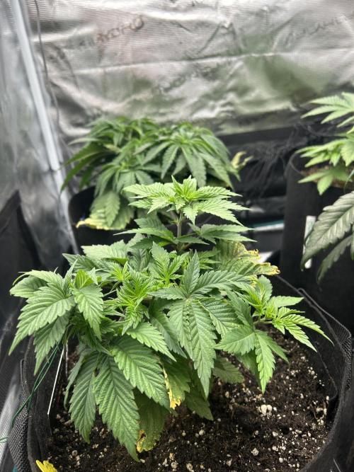 Cookie Casket. Week 5
