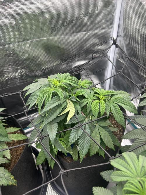 Rainbow Sherbet. Week 7