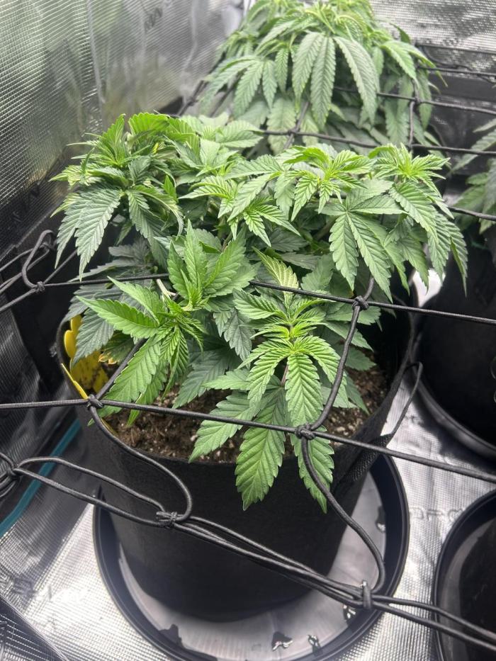 Cookie Casket. Week 6
