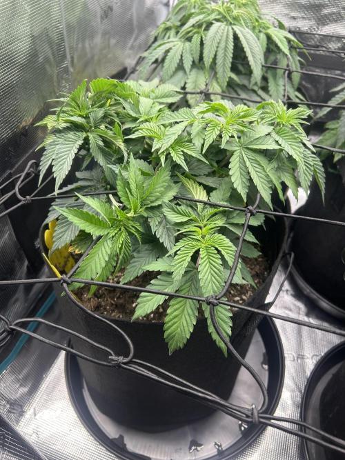Cookie Casket. Week 6