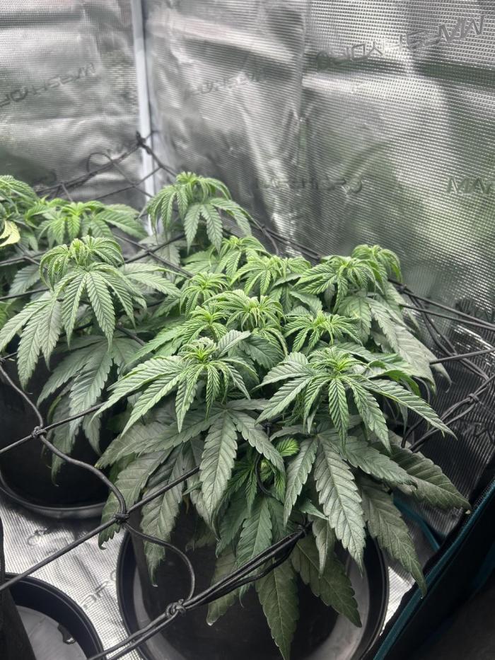 Lemon Cherry Gelato. Week 7