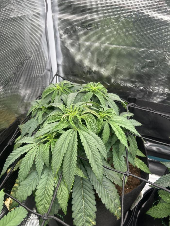Cherry Zelato (Cookies). Week 6