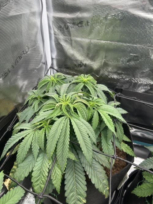 Cherry Zelato. Week 6