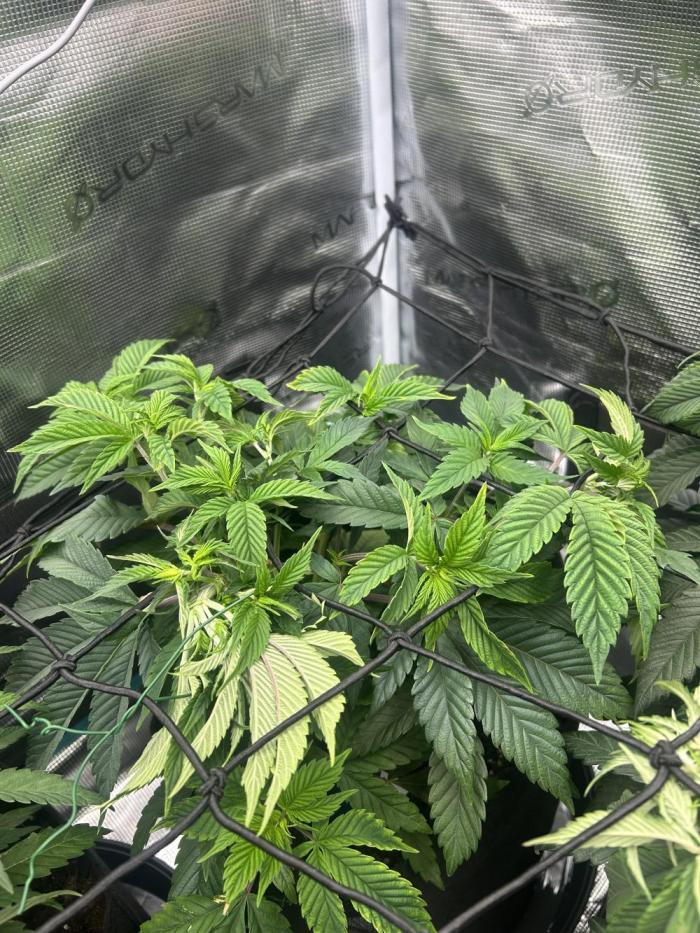 Rainbow Sherbert. Week 8