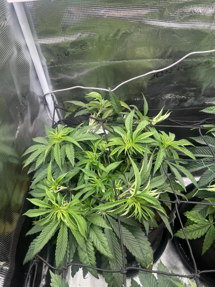 Cherry Zelato (Cookies). Week 7