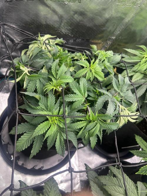 Cookie Casket. Week 7
