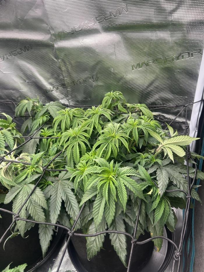 Lemon Cherry Gelato. Week 8