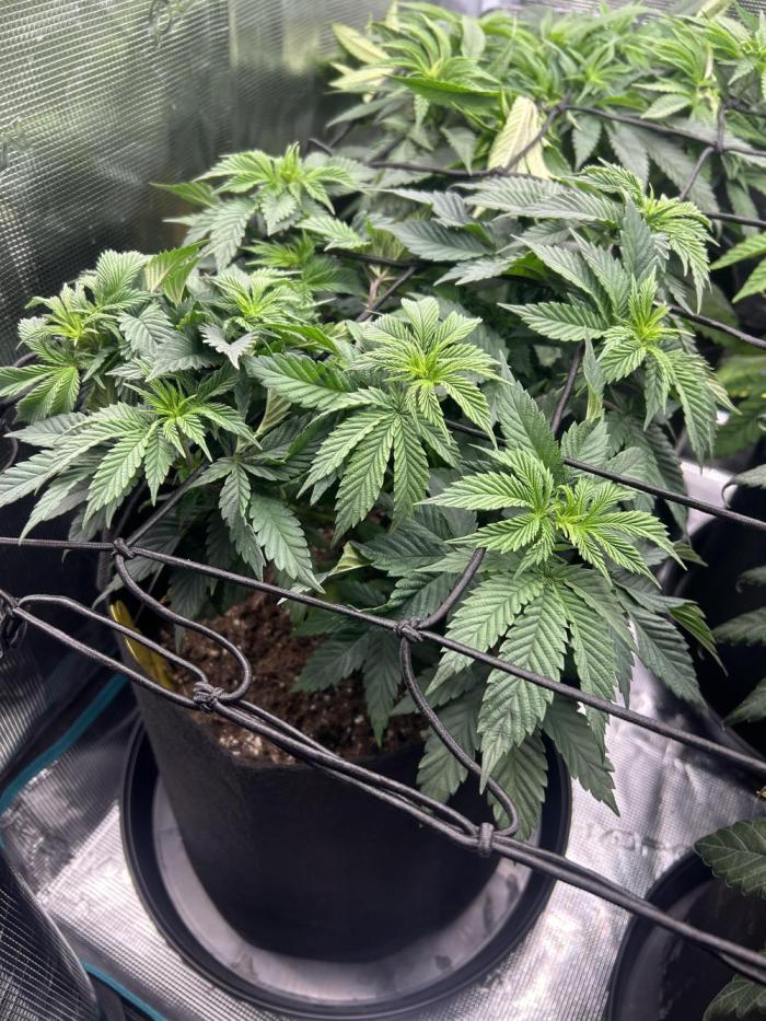Cookie Casket. Week 8
