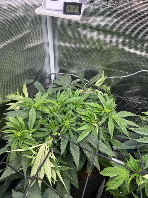 Cherry Zelato. Week 8