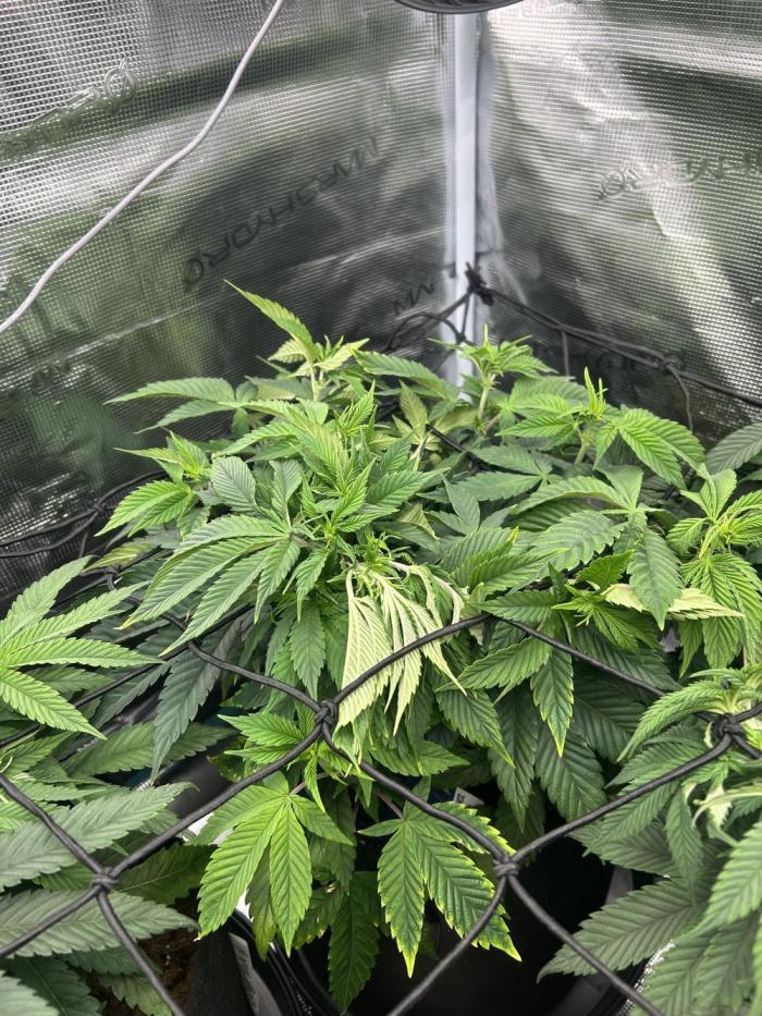 Rainbow Sherbert. Week 9