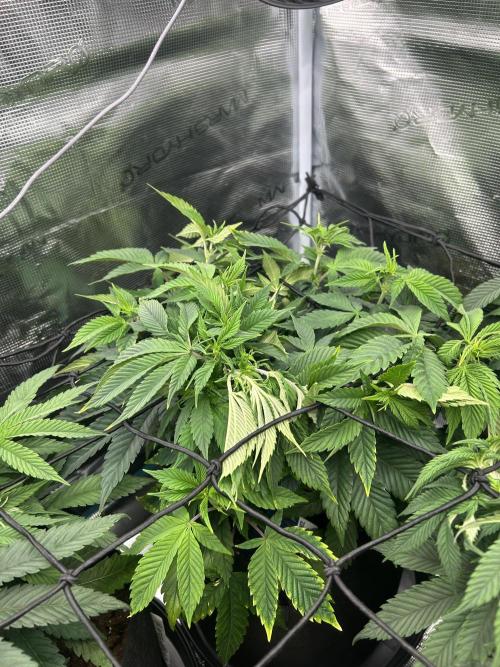 Rainbow Sherbet. Week 9