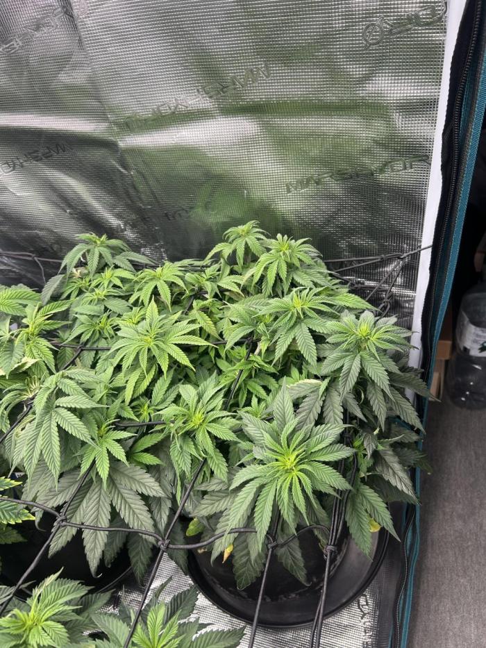 Lemon Cherry Gelato. Week 9