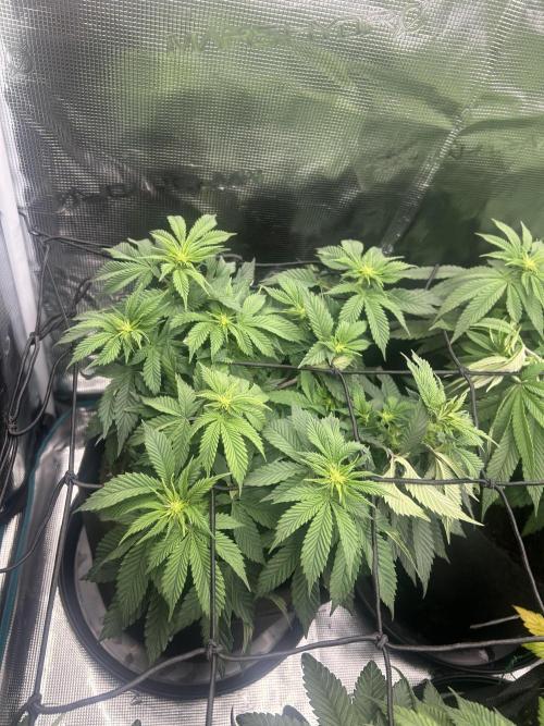 Cookie Casket. Week 9