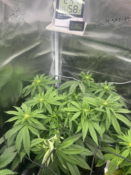 Cherry Zelato (Cookies). Week 9