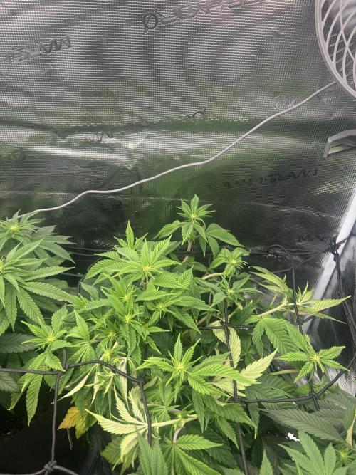 Rainbow Sherbert. Week 10