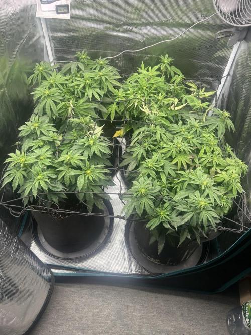 Rainbow Sherbert. Week 10