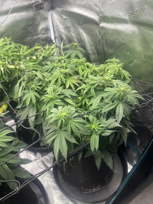 Lemon Cherry Gelato. Week 10