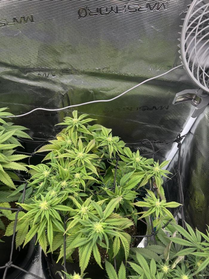 Rainbow Sherbert. Week 11