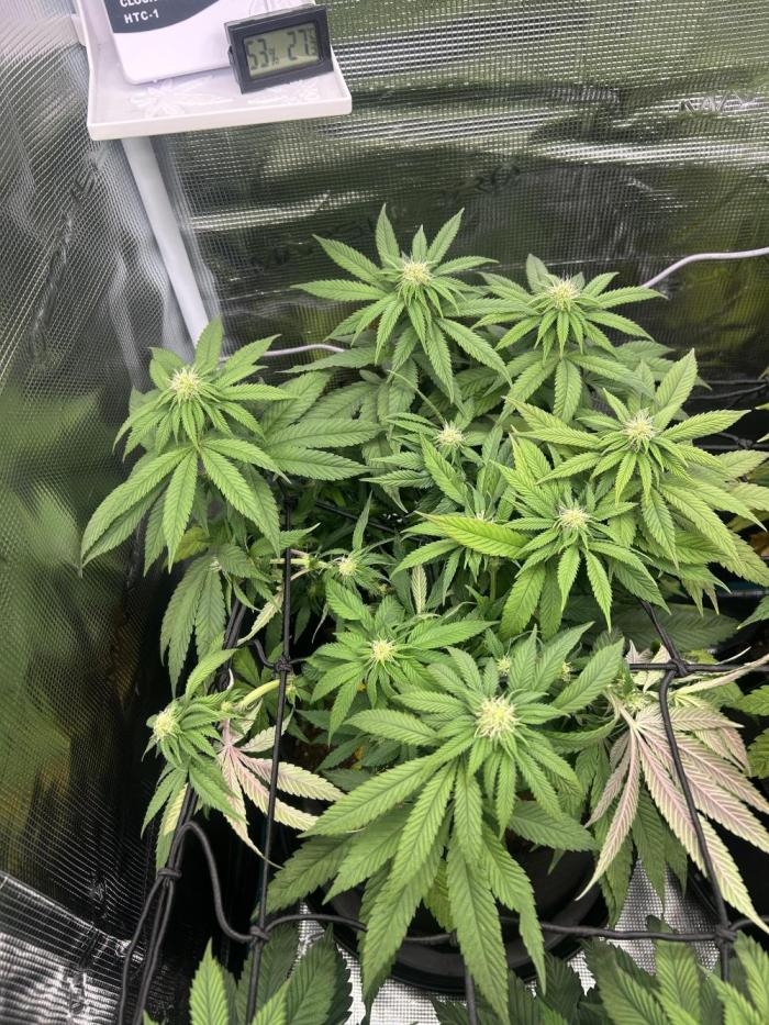Cherry Zelato (Cookies). Week 10