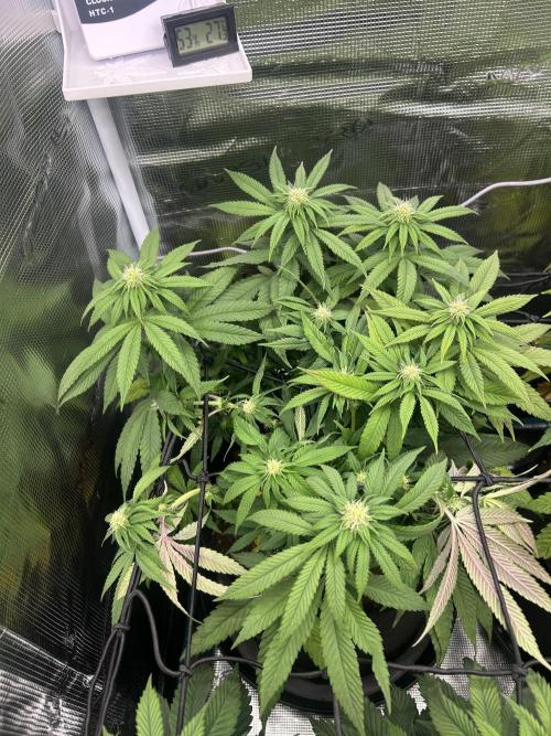 Cherry Zelato. Week 10