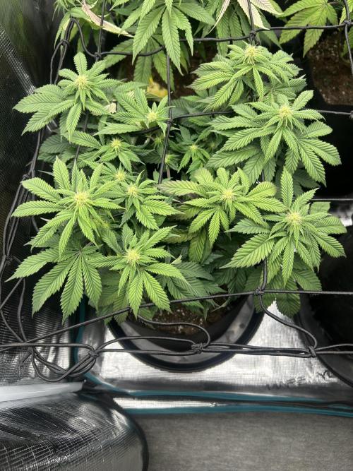 Cookie Casket. Week 10