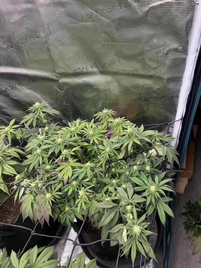 Lemon Cherry Gelato. Week 11