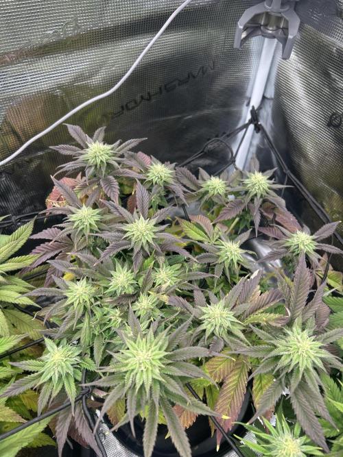 Rainbow Sherbert. Week 12