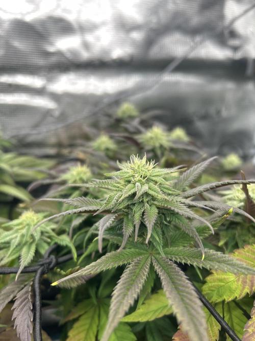 Rainbow Sherbert. Week 12
